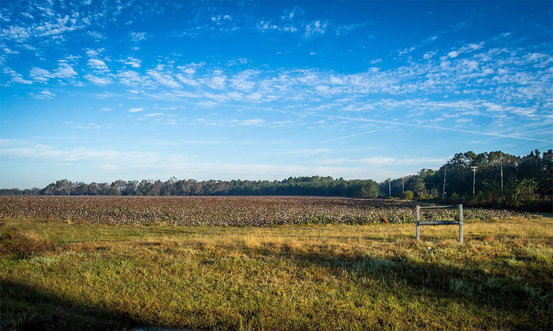 Field
